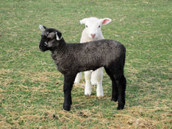 Coopworth-lambs-250