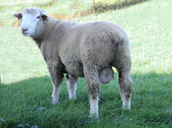IDFx-ram-lamb