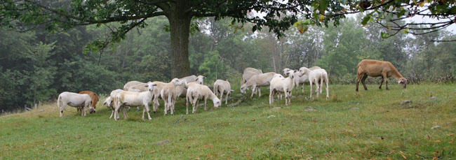 Katahdin summer lambs 6504